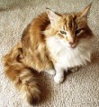 /album/fotogalerie/main-coon-katze-cream-jpg/