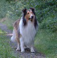 /album/fotogalerie/a118px-americancollie-jpg/